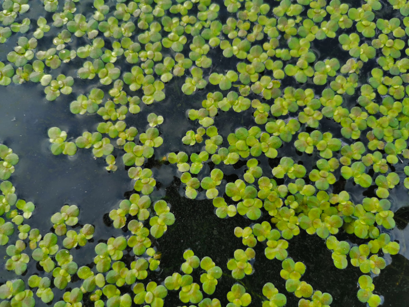 Wasserlinsen Mix – 3 verschiedene Arten